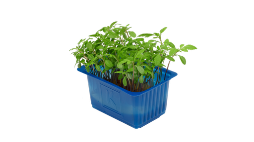 Cresson Arugula x1 top seal 1Unités