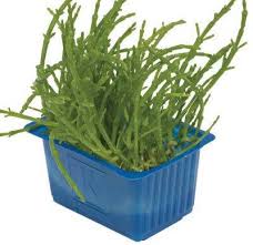 Salicornia